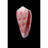 solangeae 30,0mm