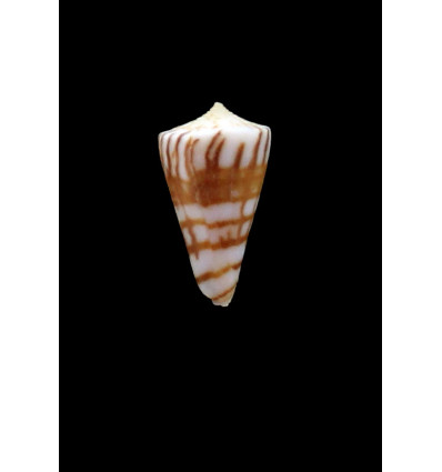 plinthis 22,0mm