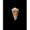 plinthis 22,0mm