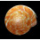 vicdani 61,0mm SUPERB