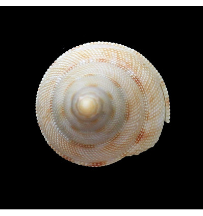 wareni 40,0mm