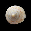 wareni 40,0mm
