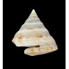 wareni 40,0mm