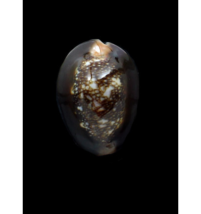 caputserpentis 41,4mm