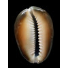 caputserpentis 41,4mm
