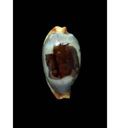 stolida aureliae 34,1mm