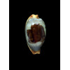 stolida aureliae 34,1mm