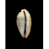 stolida aureliae 34,1mm