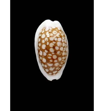 cribraria 29,0mm ROSTRATE