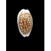 cribraria 29,0mm ROSTRATE