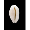 cribraria 29,0mm ROSTRATE
