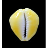 moneta rhomboides 27,0mm