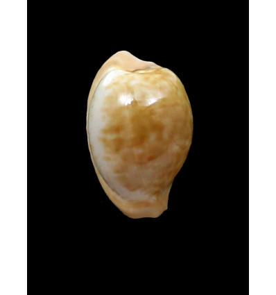 fuscorubra gondwanalandensis 30,0mm