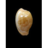 fuscorubra gondwanalandensis 30,0mm