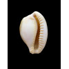 fuscorubra gondwanalandensis 30,0mm