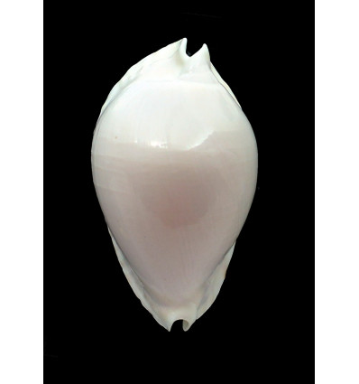marginata albayensis 66,8mm