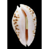 marginata albayensis 66,8mm