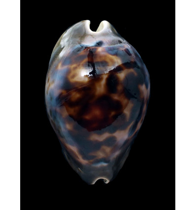 venusta episema 76,1mm SPLENDID