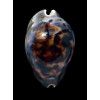 venusta episema 76,1mm SPLENDID