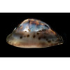 venusta episema 76,1mm SPLENDID
