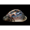 venusta episema 76,1mm SPLENDID