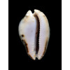 venusta episema 76,1mm SPLENDID