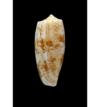 fragilissimus 59,5mm BIG