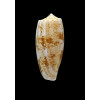 fragilissimus 59,5mm BIG