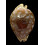 leucodon 85,0mm SPLENDID