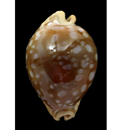 leucodon 85,0mm SPLENDID