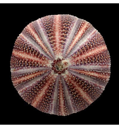 esculentus 129,0mm BIG