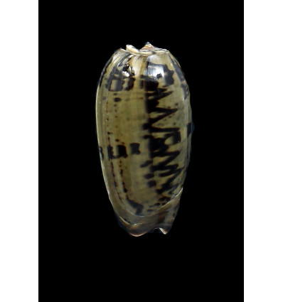 vidua fulminans 52,0mm