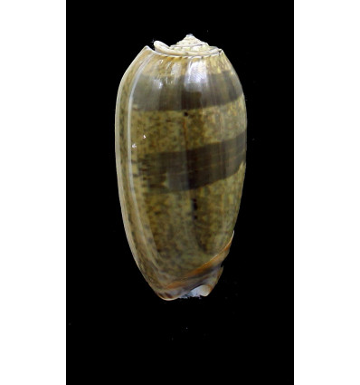 vidua albofasciata 55,0mm