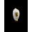 stolida diauges 33,5mm BIG