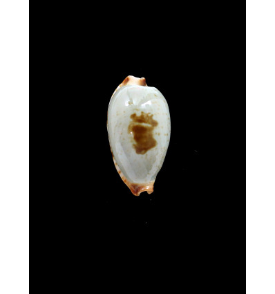 stolida diauges 33,5mm BIG