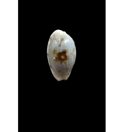 teres pelluscens 25,0mm