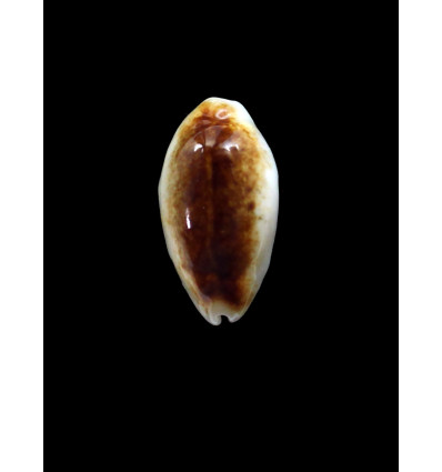 pallidula rhinoceros 28,9mm