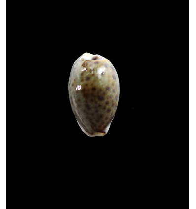 boivinii 28,0mm SUPERB