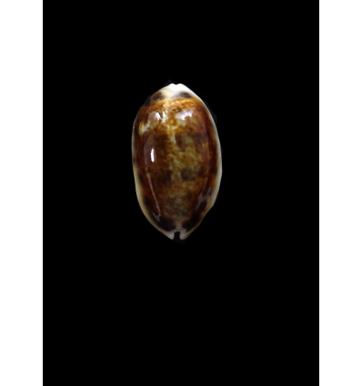 listeri melvilli 22,8mm NR