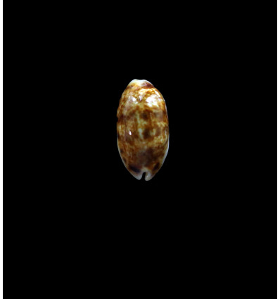 listeri melvilli 18,0mm NR