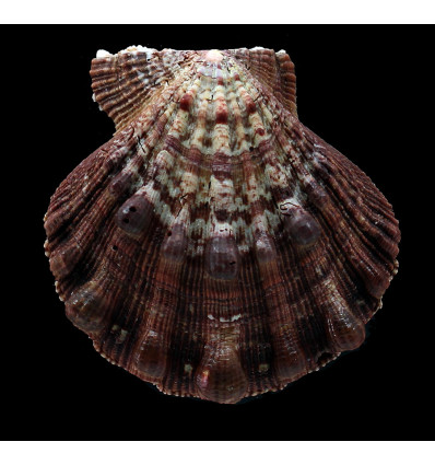 nodosus 85,3mm SUPERB