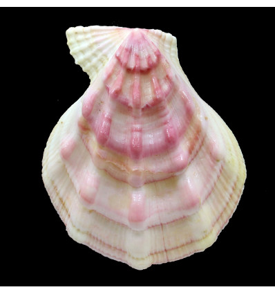 swiftii 106,0mm SUPERB JAPAN