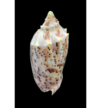 pulchra peristica 68,0mm