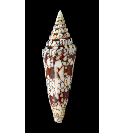 milneedwardsi 118,0mm SUPERB