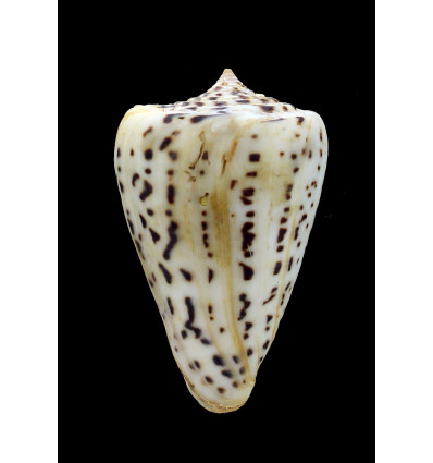 spurius baileyi 63,0mm