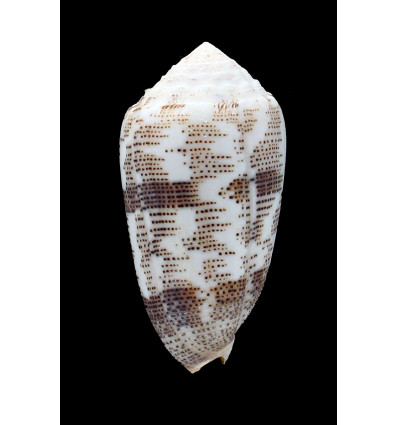 arenatus 61,0mm SP