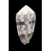 arenatus 61,0mm SP