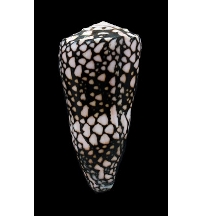 bandanus equestris 80,0mm