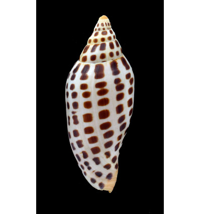 junonia johnstoneae 106,6mm