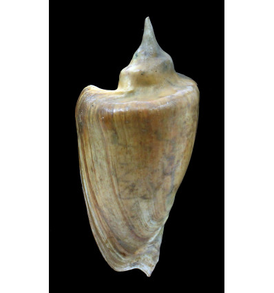 dufresnei 108,5mm SUPERB